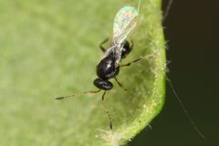 Sceliotrachelinae by (c) Hawk T., some rights reserved (CC BY), uploaded by Hawk T.. Used under a CC-BY license.