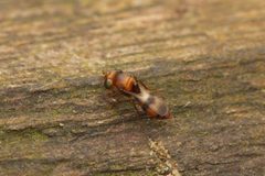 Scelioninae by (c) Nigel Main, some rights reserved (CC BY), uploaded by Nigel Main. Used under a CC-BY license.