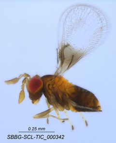 Trichogrammatidae by (c) Casey H. Richart, some rights reserved (CC BY), uploaded by Casey H. Richart. Used under a CC-BY license.