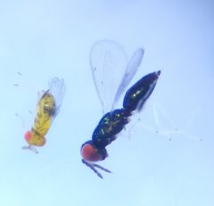 Trichogrammatidae by (c) carnifex, some rights reserved (CC BY), uploaded by carnifex. Used under a CC-BY license.