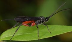 Alabagrus texanus by (c) skitterbug, some rights reserved (CC BY), uploaded by skitterbug. Used under a CC-BY license.
