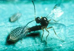 Trioxys by (c) CSIRO, some rights reserved (CC BY). Used under a CC-BY license.