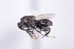Haltichella rhyacioniae by (c) Kyle Rossner, some rights reserved (CC BY), uploaded by Kyle Rossner. Used under a CC-BY license.