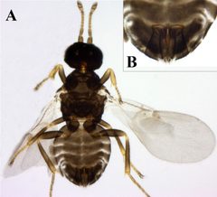 Ixodiphagus hookeri by (c) 
Monika Bohacsova, Oleg Mediannikov, Maria Kazimirova, Didier Raoult and Zuzana Sekeyova, some rights reserved (CC BY). Used under a CC-BY license.