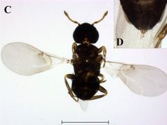Ixodiphagus hookeri by (c) 
Monika Bohacsova, Oleg Mediannikov, Maria Kazimirova, Didier Raoult and Zuzana Sekeyova, some rights reserved (CC BY). Used under a CC-BY license.