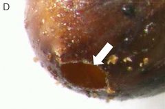 Ixodiphagus hookeri by (c) 
Olivier Plantard, Agnès Bouju-Albert, Marie-Astrid Malard, Axelle Hermouet, Gilles Capron, Hélène Verheyden, some rights reserved (CC BY). Used under a CC-BY license.