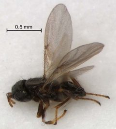 Ixodiphagus by (c) 
Oscar Vorst, some rights reserved (CC BY). Used under a CC-BY license.