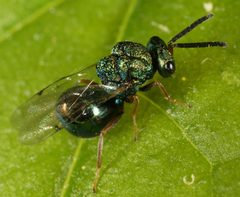 Orasema castilloae by (c) jcowles, some rights reserved (CC BY), uploaded by jcowles. Used under a CC-BY license.