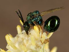 Orasema castilloae by (c) jcowles, some rights reserved (CC BY), uploaded by jcowles. Used under a CC-BY license.