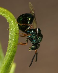 Orasema castilloae by (c) jcowles, some rights reserved (CC BY), uploaded by jcowles. Used under a CC-BY license.