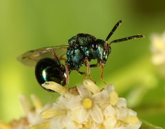 Orasema castilloae by (c) jcowles, some rights reserved (CC BY), uploaded by jcowles. Used under a CC-BY license.