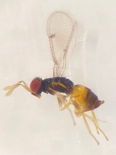 Ceranisus americensis by (c) Elliott Gordon, some rights reserved (CC BY), uploaded by Elliott Gordon. Used under a CC-BY license.