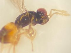 Ceranisus americensis by (c) Elliott Gordon, some rights reserved (CC BY), uploaded by Elliott Gordon. Used under a CC-BY license.