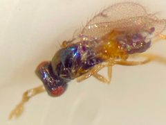 Ceranisus americensis by (c) Elliott Gordon, some rights reserved (CC BY), uploaded by Elliott Gordon. Used under a CC-BY license.