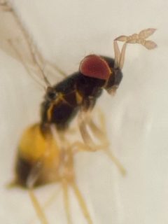 Ceranisus americensis by (c) Elliott Gordon, some rights reserved (CC BY), uploaded by Elliott Gordon. Used under a CC-BY license.