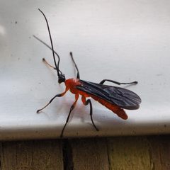 Acrotaphus fuscipennis by no rights reserved, uploaded by Zygy. Used under a CC0 license.