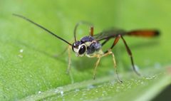 Trichomma by (c) Alandmanson, some rights reserved (CC BY). Used under a CC-BY license.