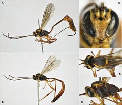 Trichomma by (c) https://doi.org/10.3897/zookeys.772.25288, some rights reserved (CC BY). Used under a CC-BY license.