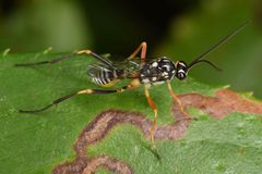 Baryceros texanus by (c) skitterbug, some rights reserved (CC BY), uploaded by skitterbug. Used under a CC-BY license.
