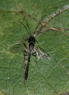 Charops annulipes by (c) Gordon C. Snelling, some rights reserved (CC BY), uploaded by Gordon C. Snelling. Used under a CC-BY license.