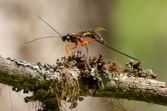 Coleocentrus flavipes by no rights reserved, uploaded by Alejandro Santillana. Used under a CC0 license.