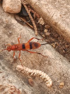 Compsocryptus calipterus by (c) Rodolfo Salinas Villarreal, some rights reserved (CC BY), uploaded by Rodolfo Salinas Villarreal. Used under a CC-BY license.