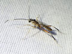Messatoporus discoidalis by (c) Sam Kieschnick, some rights reserved (CC BY), uploaded by Sam Kieschnick. Used under a CC-BY license.