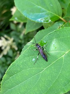 Ctenichneumon minor by (c) er-birds, some rights reserved (CC BY), uploaded by er-birds. Used under a CC-BY license.