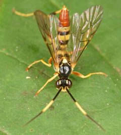 Polytribax contiguus by (c) skitterbug, some rights reserved (CC BY), uploaded by skitterbug. Used under a CC-BY license.