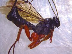 Pimpla punicipes by (c) Víctor Alonso Hernández González, some rights reserved (CC BY), uploaded by Víctor Alonso Hernández González. Used under a CC-BY license.