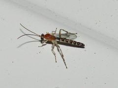 Zaglyptus pictilis by (c) jfox16, some rights reserved (CC BY), uploaded by jfox16. Used under a CC-BY license.