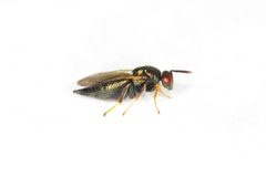 Ormyrus rosae by (c) Antoine Guiguet, some rights reserved (CC BY), uploaded by Antoine Guiguet. Used under a CC-BY license.