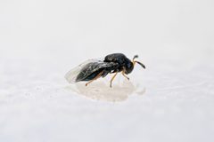 Walkerella microcarpae by (c) Eleftherios Katsillis, some rights reserved (CC BY), uploaded by Eleftherios Katsillis. Used under a CC-BY license.
