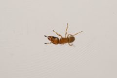 Walkerella microcarpae by (c) Eleftherios Katsillis, some rights reserved (CC BY), uploaded by Eleftherios Katsillis. Used under a CC-BY license.
