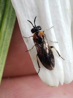 Schizocerella lineata by (c) Mark Richman, some rights reserved (CC BY), uploaded by Mark Richman. Used under a CC-BY license.