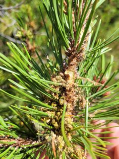 Cephalcia californica by (c) Konshau Duman, some rights reserved (CC BY), uploaded by Konshau Duman. Used under a CC-BY license.