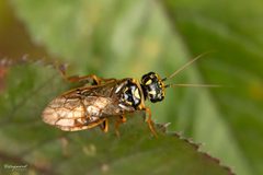 Pamphiliidae by (c) Tina Ellegaard Poulsen, some rights reserved (CC BY), uploaded by Tina Ellegaard Poulsen. Used under a CC-BY license.