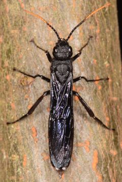 Urocerus cressoni by (c) skitterbug, some rights reserved (CC BY), uploaded by skitterbug. Used under a CC-BY license.