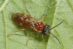 Blennocampinae by (c) ingridaltmann, some rights reserved (CC BY). Used under a CC-BY license.
