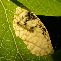 Scolioneura vaccinii by (c) giantcicada, some rights reserved (CC BY), uploaded by giantcicada. Used under a CC-BY license.