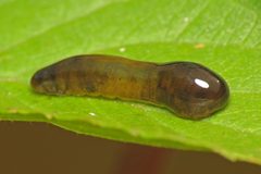 Caliroa cerasi by (c) Martin Cooper, some rights reserved (CC BY). Used under a CC-BY license.