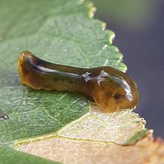 Caliroa cerasi by (c) Will Linnard, some rights reserved (CC BY), uploaded by Will Linnard. Used under a CC-BY license.