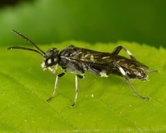 Macrophya cassandra by (c) skitterbug, some rights reserved (CC BY), uploaded by skitterbug. Used under a CC-BY license.
