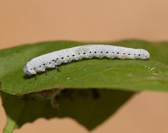 Pseudosiobla excavata by (c) Laura Gaudette, some rights reserved (CC BY), uploaded by Laura Gaudette. Used under a CC-BY license.