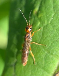 Xiphydria abdominalis by (c) Carrie Seltzer, some rights reserved (CC BY), uploaded by Carrie Seltzer. Used under a CC-BY license.