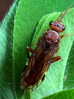 Macroxyela ferruginea by (c) Mark Richman, some rights reserved (CC BY), uploaded by Mark Richman. Used under a CC-BY license.