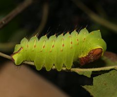 Antheraea polyphemus by (c) David George, some rights reserved (CC BY), uploaded by David George. Used under a CC-BY license.