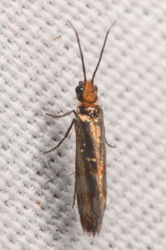 Eriocraniella variegata by (c) Trevor Van Loon, some rights reserved (CC BY), uploaded by Trevor Van Loon. Used under a CC-BY license.