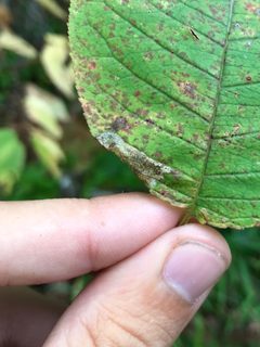 Phyllonorycter crataegella by (c) gonodactylus, some rights reserved (CC BY), uploaded by gonodactylus. Used under a CC-BY license.