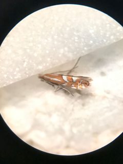 Phyllonorycter crataegella by (c) gonodactylus, some rights reserved (CC BY), uploaded by gonodactylus. Used under a CC-BY license.